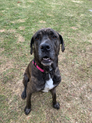 brindled cane corso with red collar sitting on a grassy field